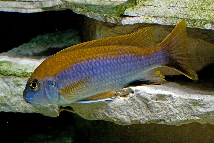 Gephyrochromis moorii 'Msuli'